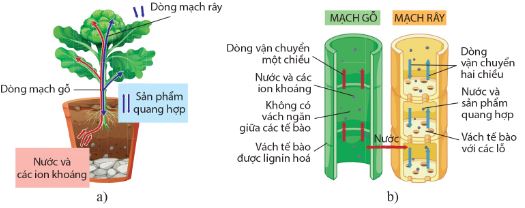 Sự vận chuyển các chất trong cây