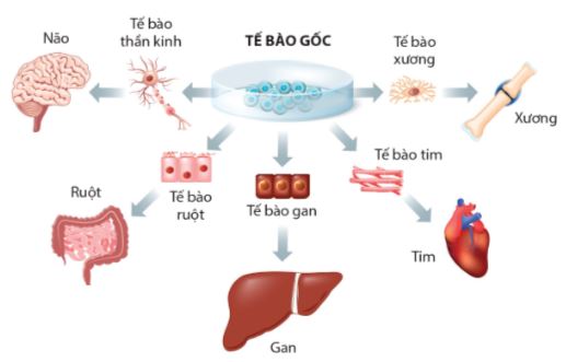 Thành tựu ứng dụng công nghệ tế bào gốc