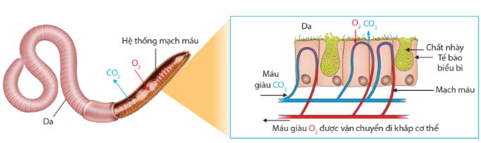 Trao đổi khí qua bề mặt cơ thể ở giun đất