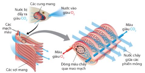 Trao đổi khí qua mang ở cá xương