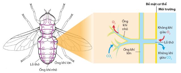 Trao đổi khí qua hệ thống ống khí ở ruồi