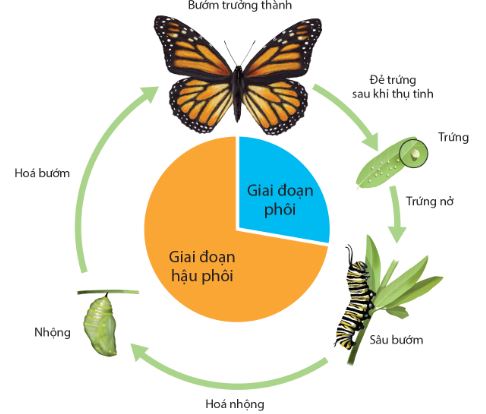 Vòng đời của bướm ngày