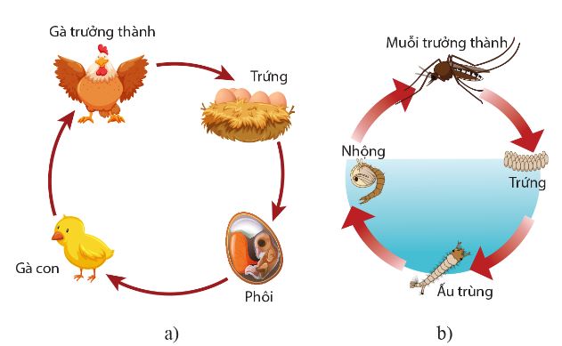 Vòng đời của gà (a) và muỗi (b)